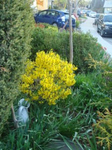 Mothers Day FORSYTHIA 05-11- 2014