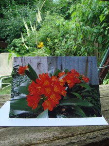 Jean's Clivia  - JULY 22-2014