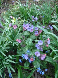 spring garden 2015 004