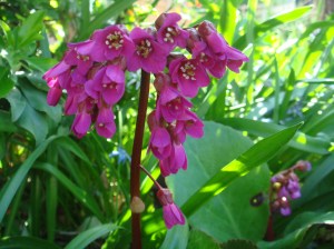 may forsythia et al 2015 008